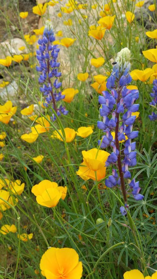 Vakantiehuis Yosemite Foothill Retreat - Private Guest #3 Coarsegold